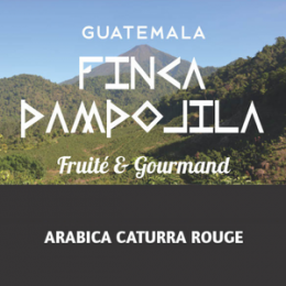 Café Guatemala Finca Pampojila Région d’Atitlan